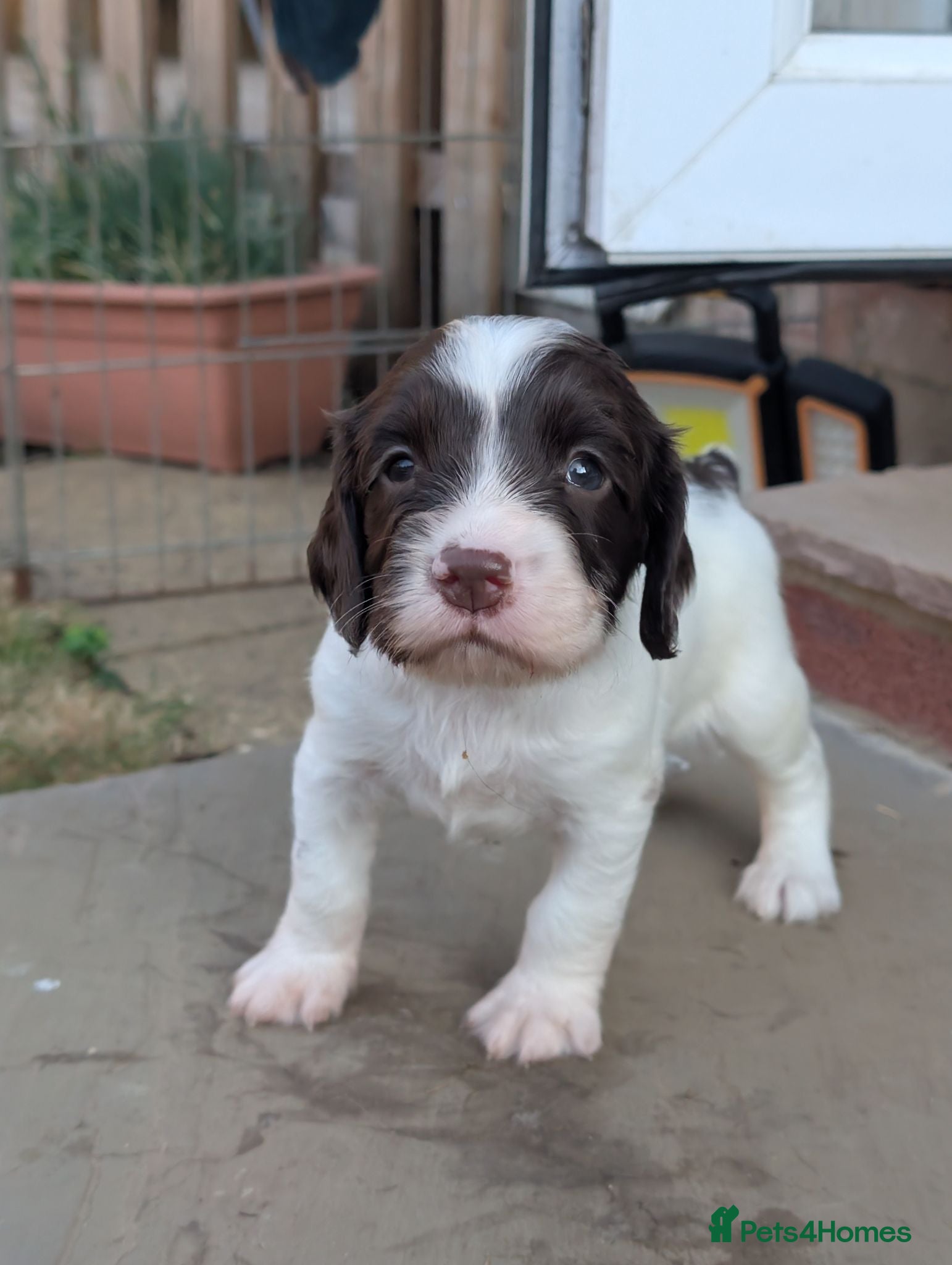 English Springer Spaniel dogs Springer pups for sale  - Advert 2