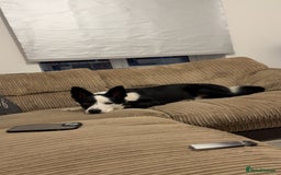 Border Collie dogs for sale: Billy 3 year old border collie - Image 2