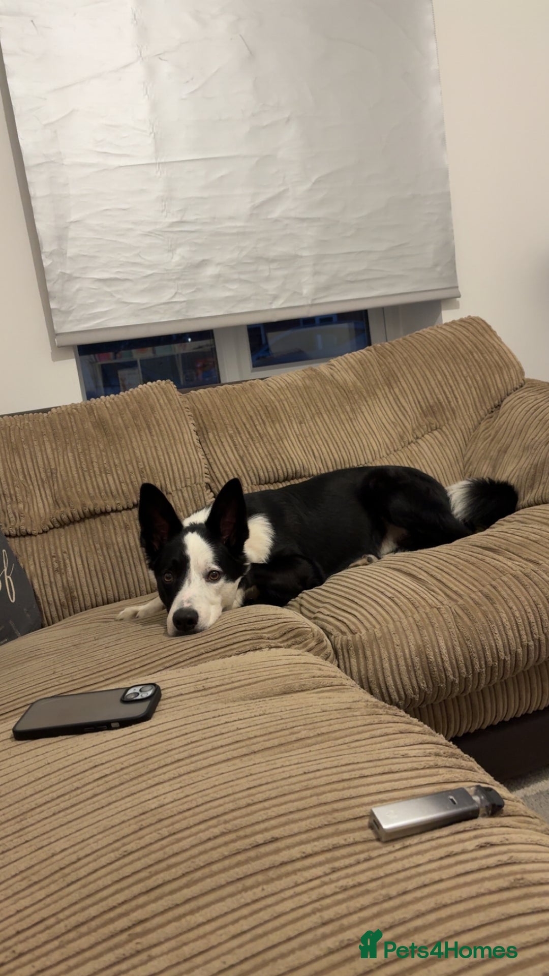 Border Collie dogs for sale: Billy 3 year old border collie - Image 2