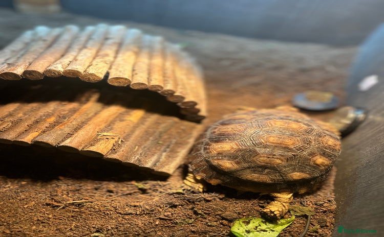 Tortoise reptiles - Advert 1
