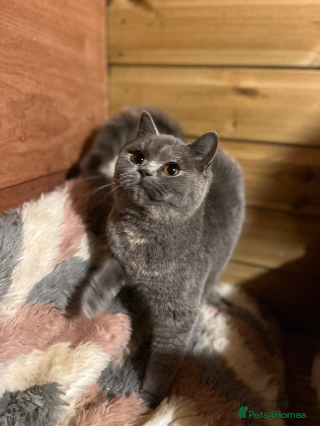 British Shorthair cats for sale: Gccf female British Shorthair - Advert 2