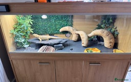 Bearded Dragon reptiles for sale: Bearded dragon and full set up  - Image 18