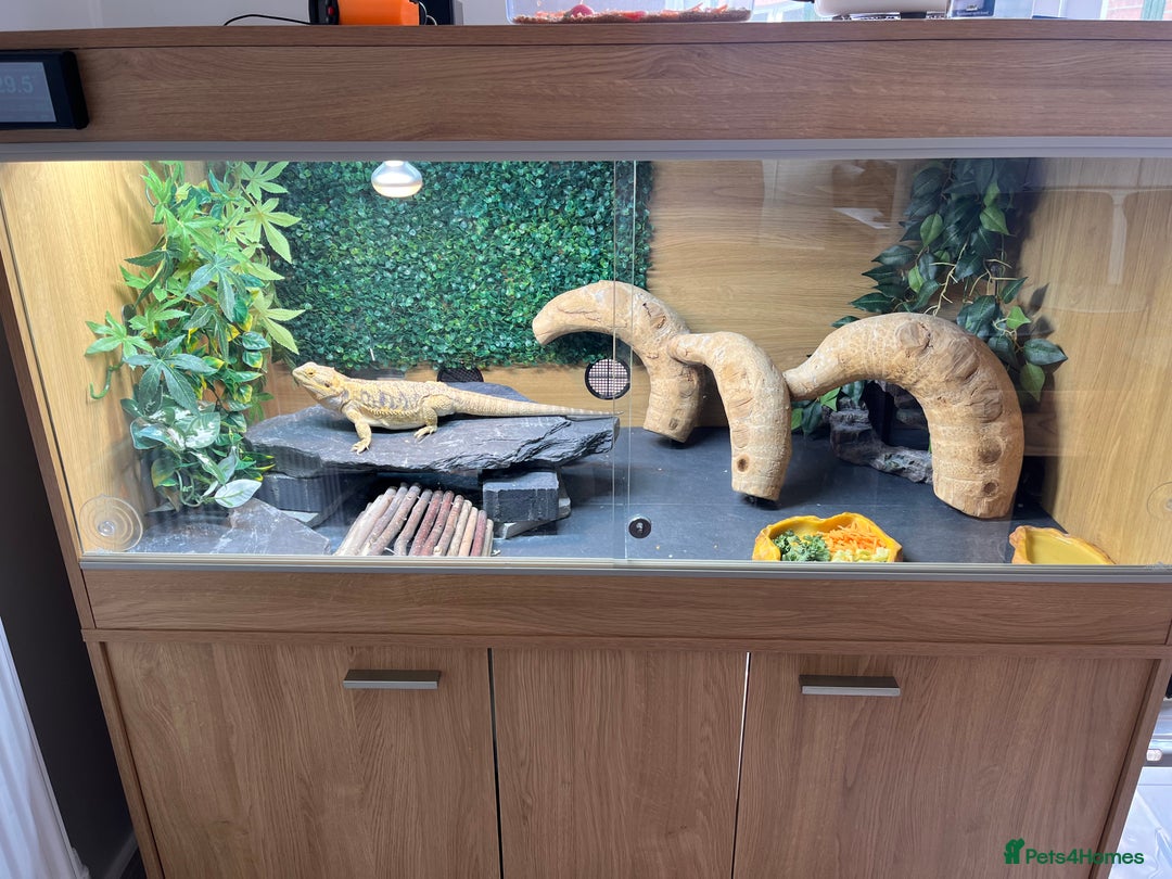 Bearded Dragon reptiles for sale: Bearded dragon and full set up  - Image 18