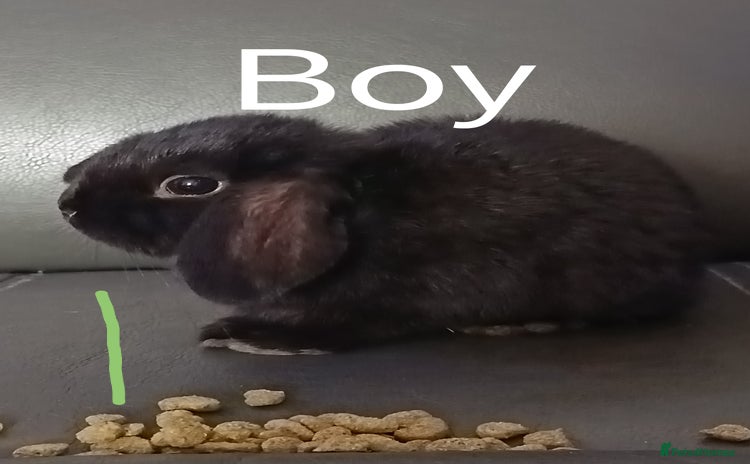 Mixed Breed rabbits - Advert 15