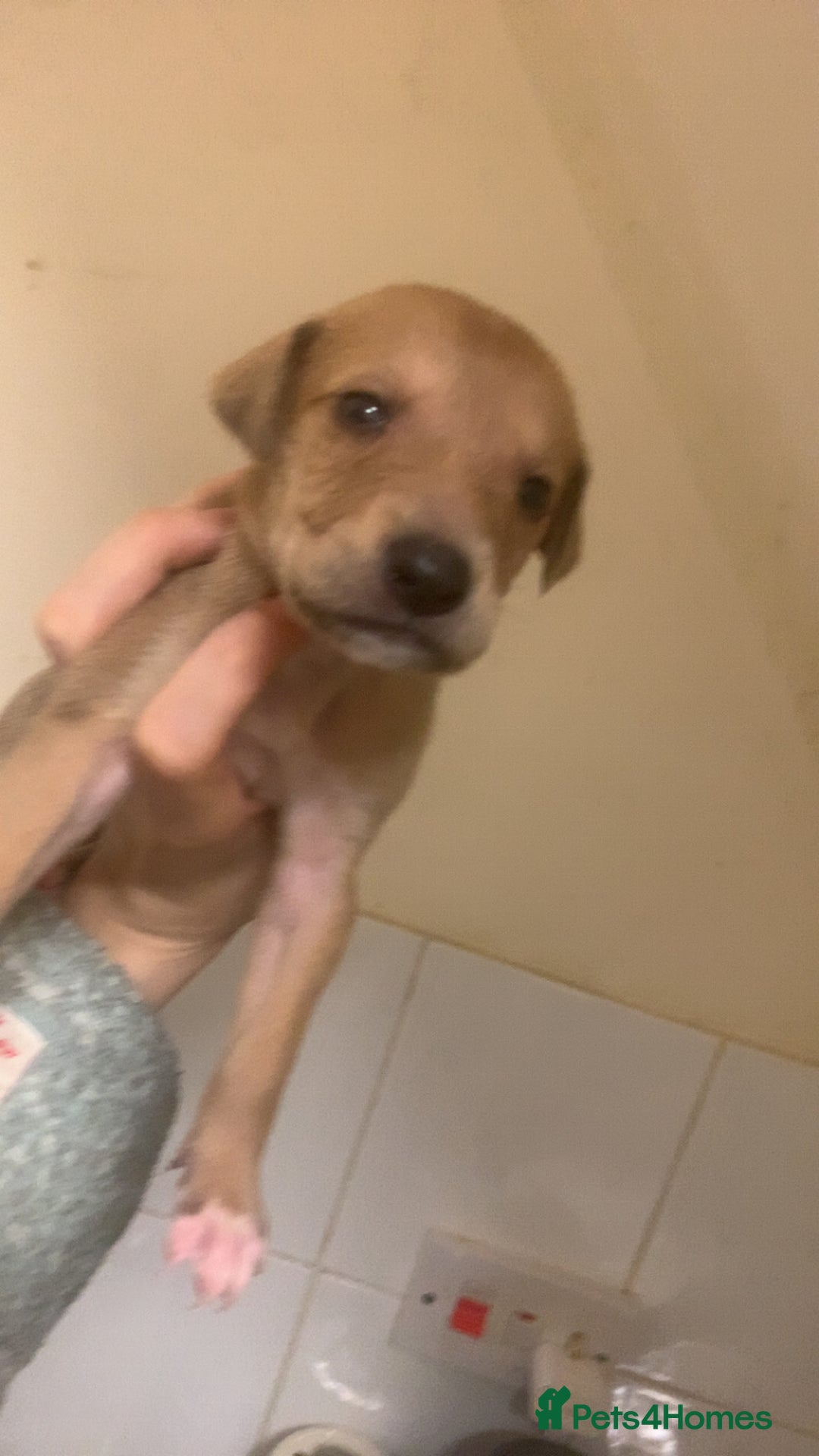 Mixed Breed dogs for sale: Merle Saluki Bull Collie Greyhound - Advert 10