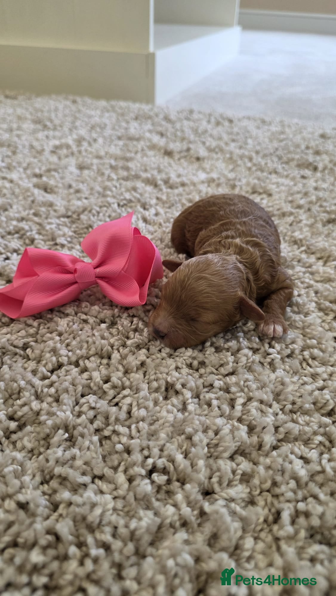 Maltipoo dogs Beautiful tiny Maltipoo puppies 🐶 - Advert 1