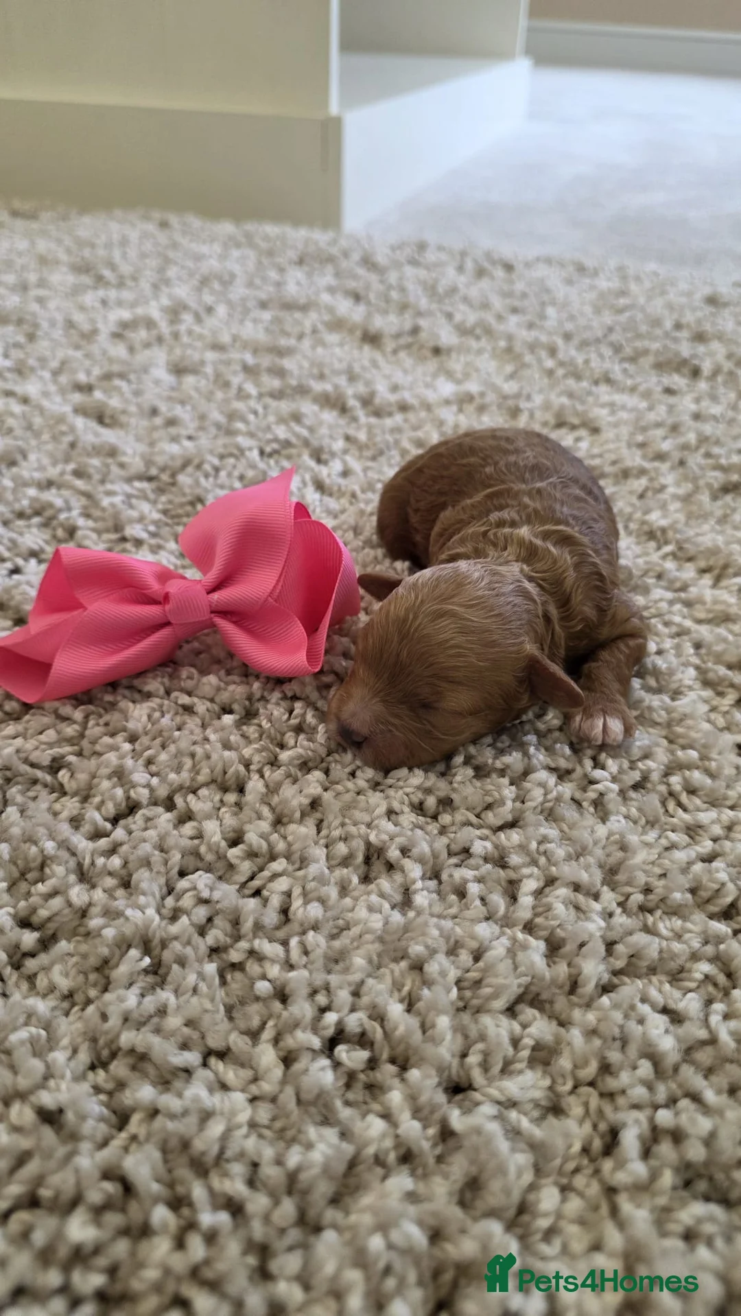 Maltipoo dogs for sale: Beautiful tiny Maltipoo puppies 🐶 - Advert 1