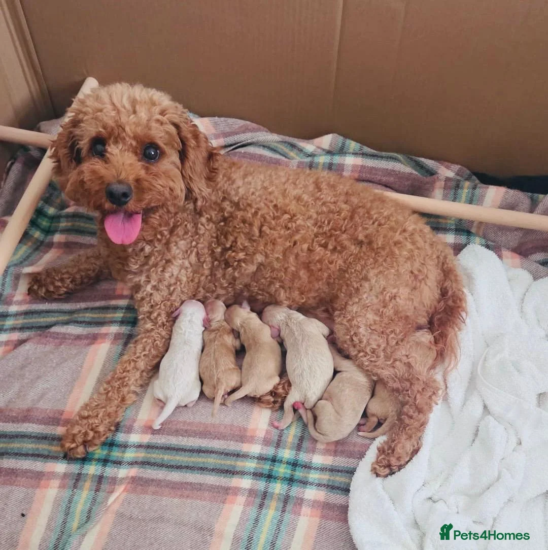 Mixed Breed dogs for sale: Beautiful Cavapoochon Puppies–Raised withMum&Dad🐾 - Advert 3