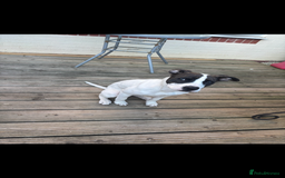 Mixed Breed dogs for sale: Stella  in Gloucester - Image 3