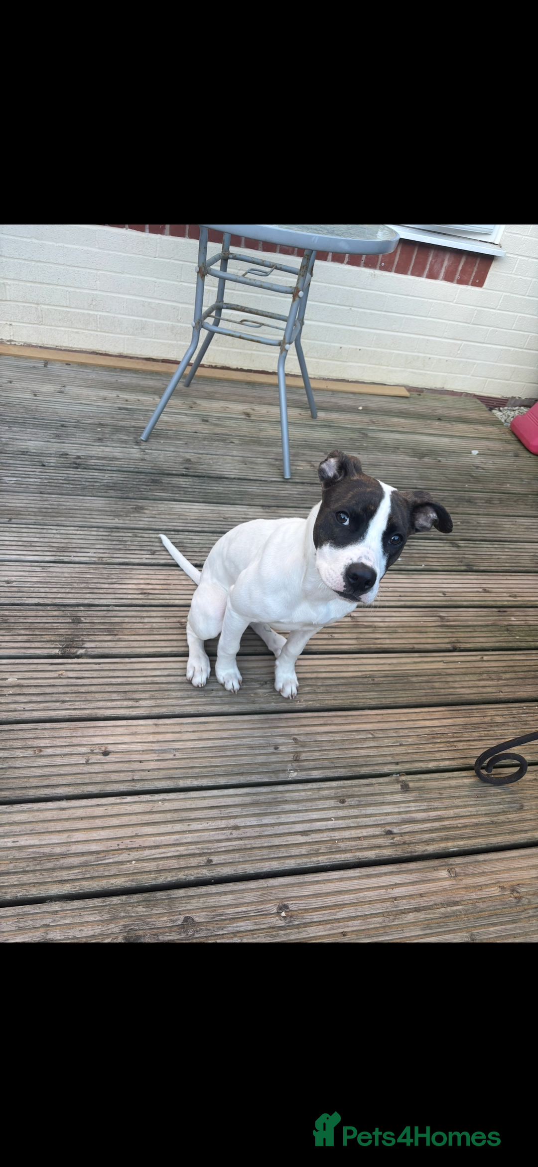 Mixed Breed dogs for sale: Stella  in Gloucester - Image 3