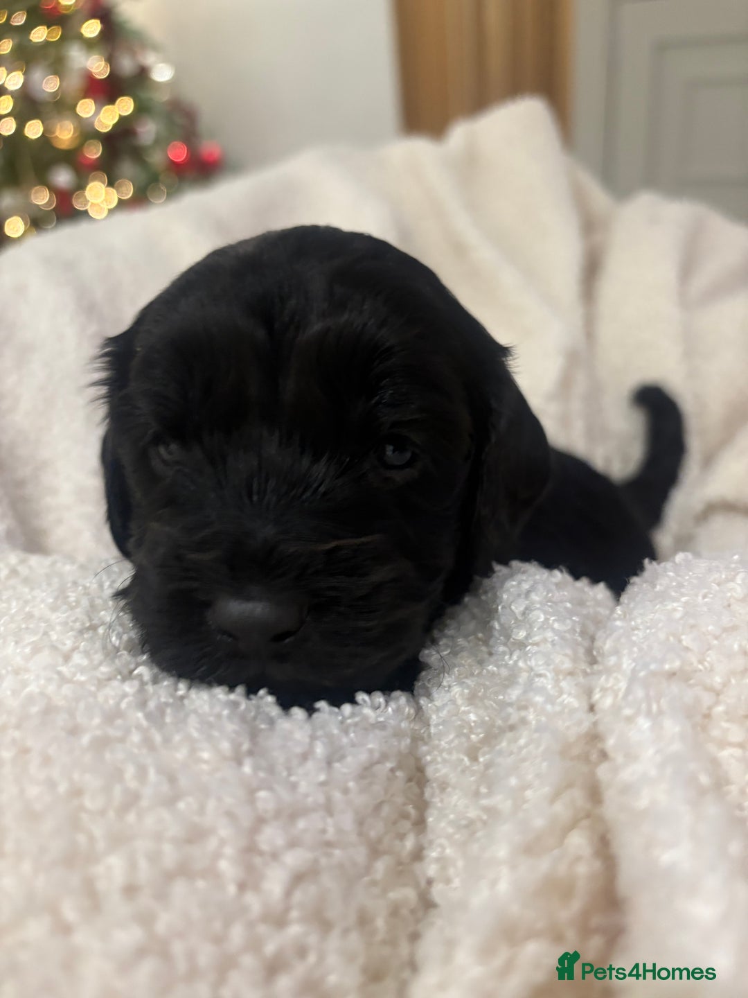 Cockapoo dogs for sale: Adorable 3 week old Cockapoo Puppies!!  - Advert 6