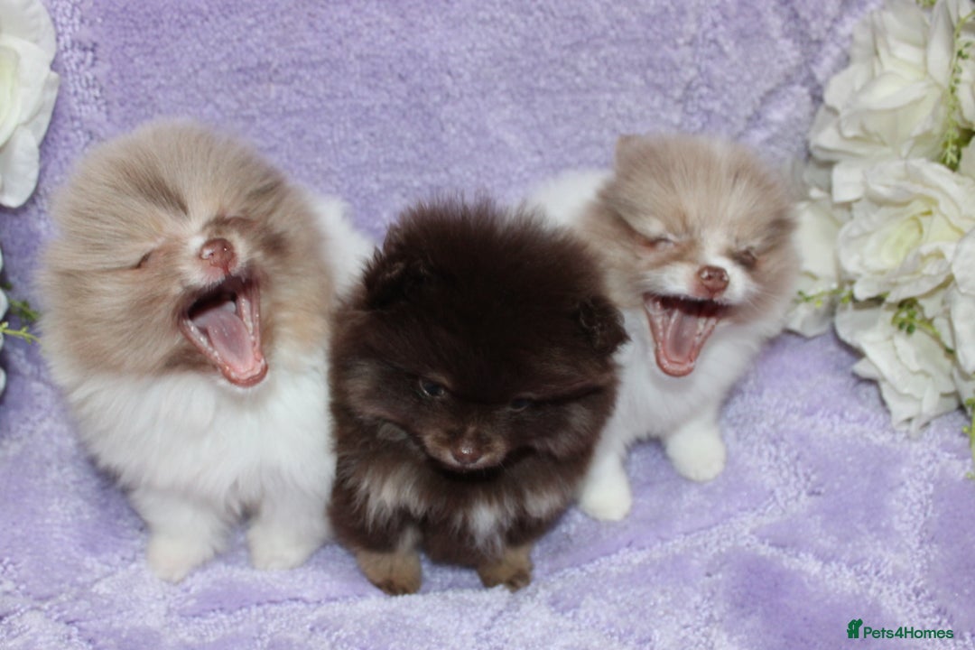Pomeranian dogs for sale: PARTI MERLE QUALITY KC POMERANIANS - Image 8
