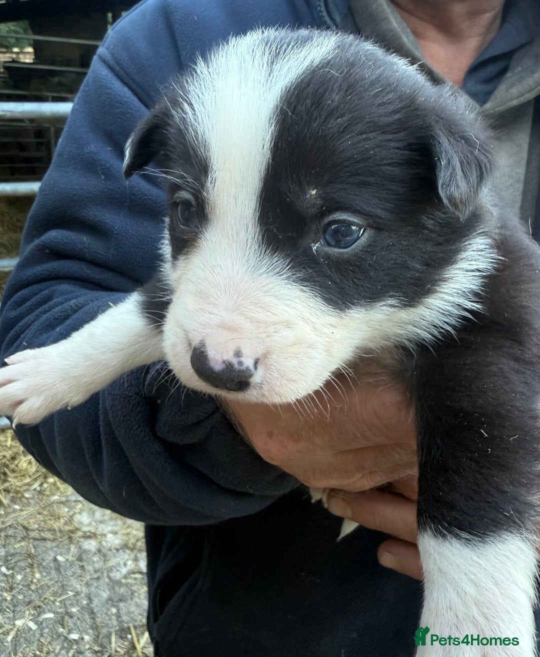 Border Collie dogs for sale: Border collie pups  - Image 6