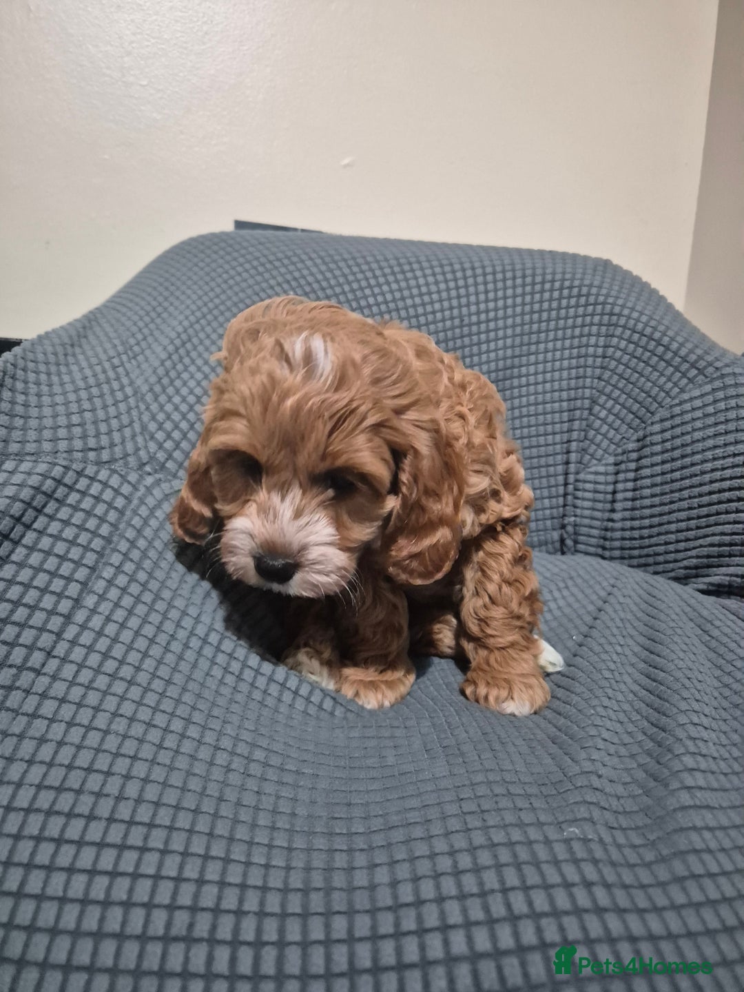 Cockapoo dogs for sale: Gorgeous Cockapoo For Sale  - Advert 12