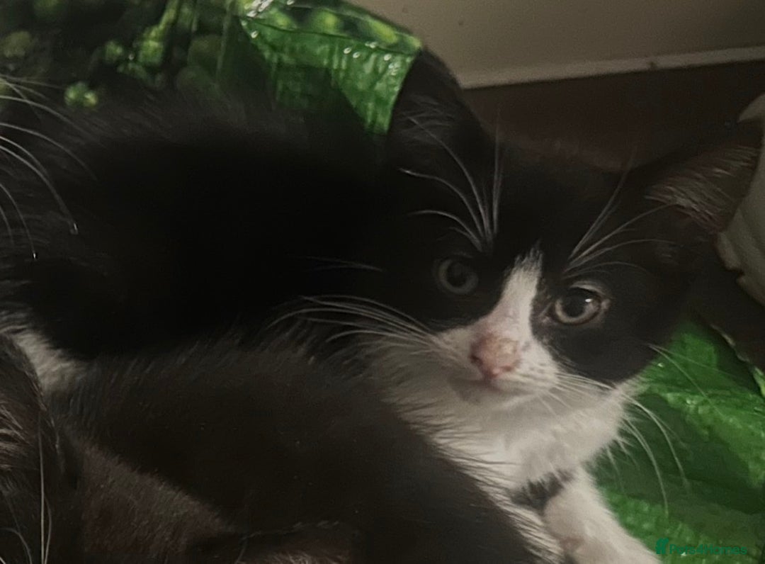 British Longhair cats for sale: Beautiful longhaired kittens ready to go now! - Image 9