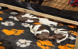 English Springer Spaniel dogs for sale: English springer spaniel puppies  - Image 1