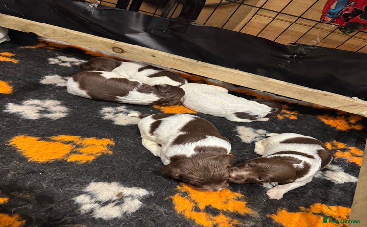 English Springer Spaniel dogs - Advert 3