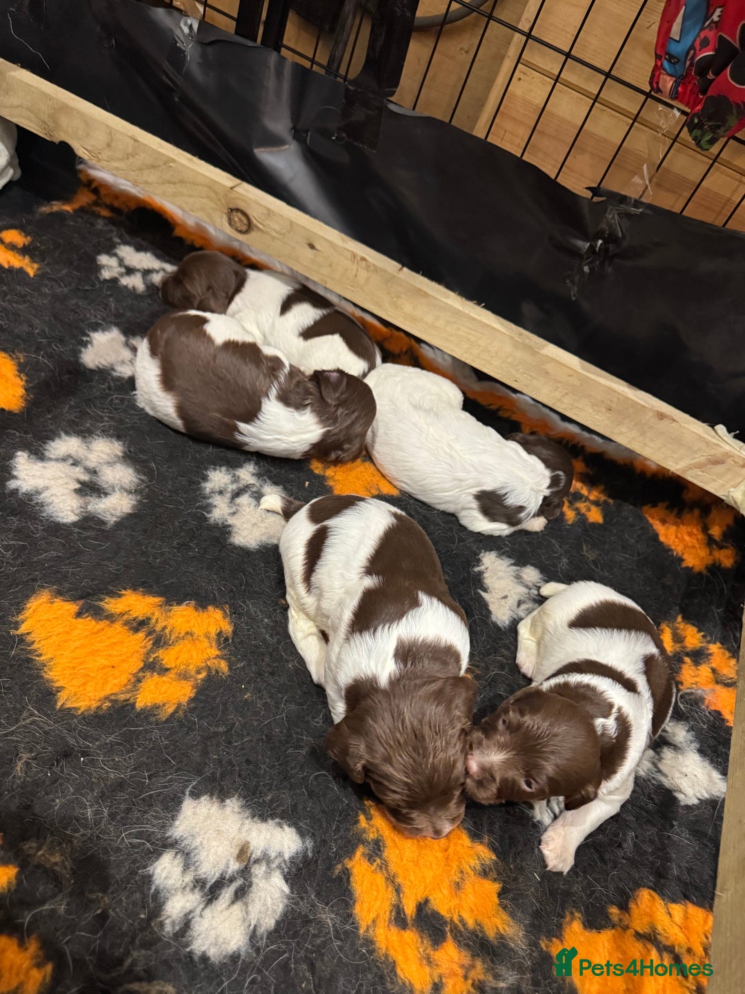 English Springer Spaniel dogs for sale: English springer spaniel puppies  - Image 1