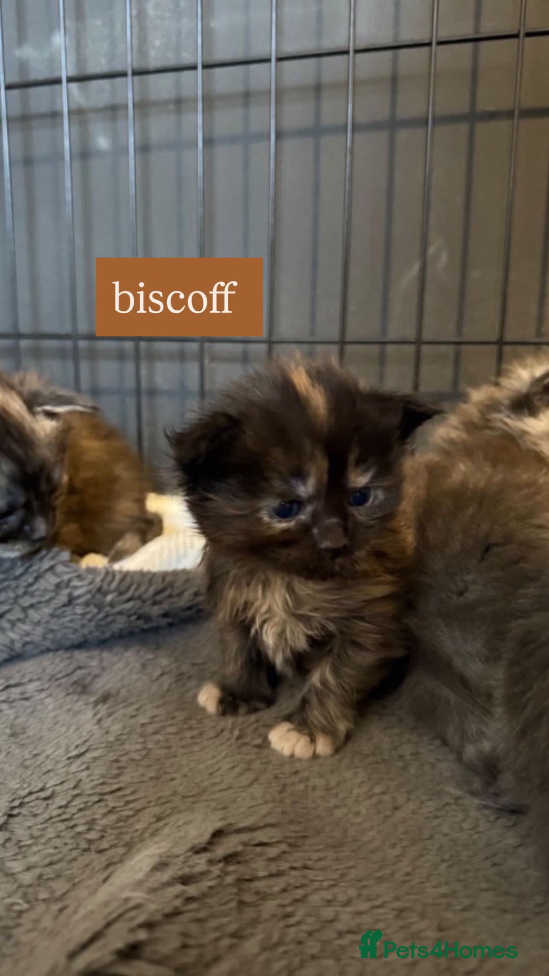 Maine Coon cats for sale: Adorable Maine coon kittens for sale  - Advert 2