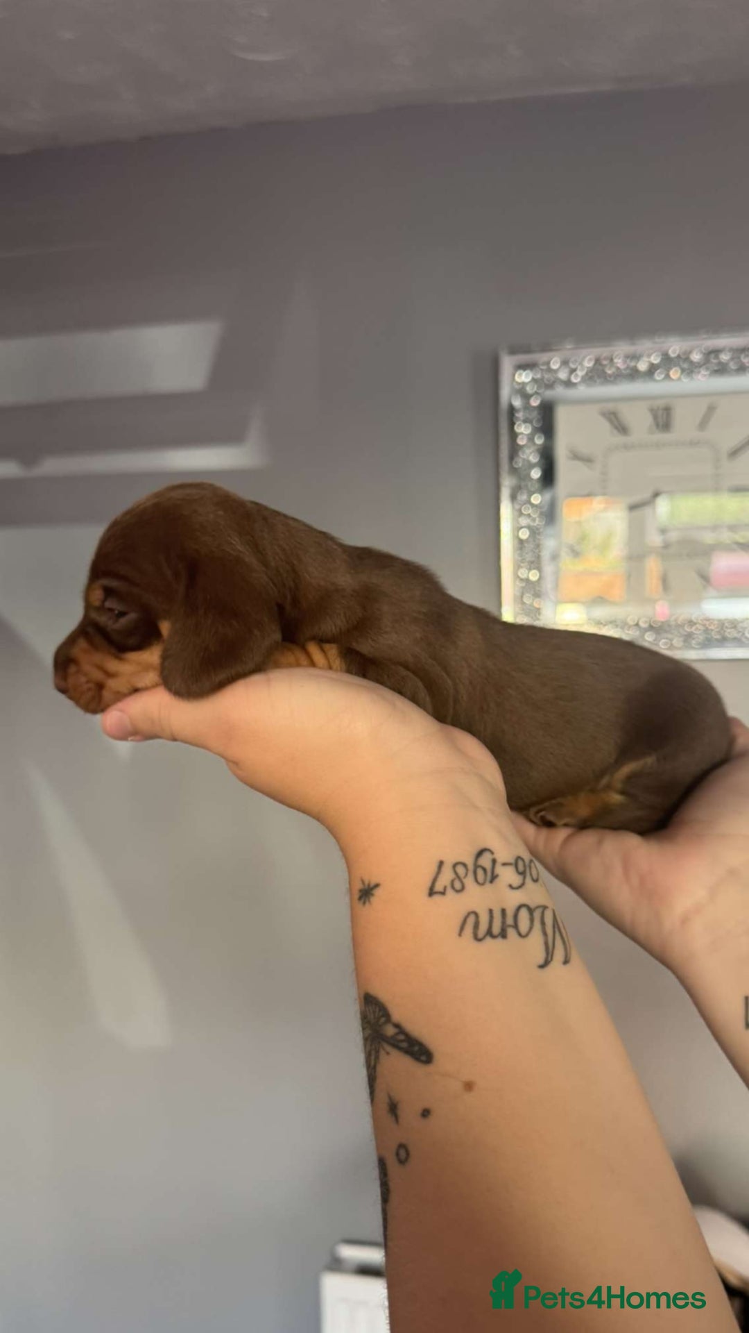 Miniature Dachshund dogs for sale: Miniature dashaund chocolate&tan male  - Image 8