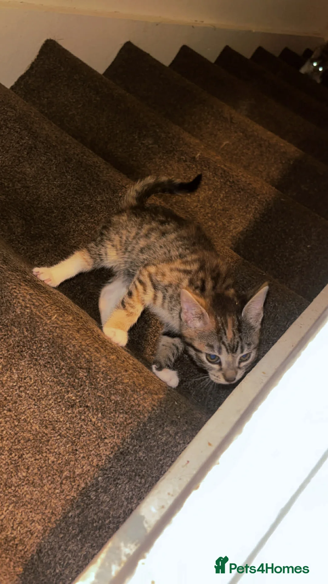 Mixed Breed cats for sale: 2 gorgeous calico female kittens for sale  - Advert 6