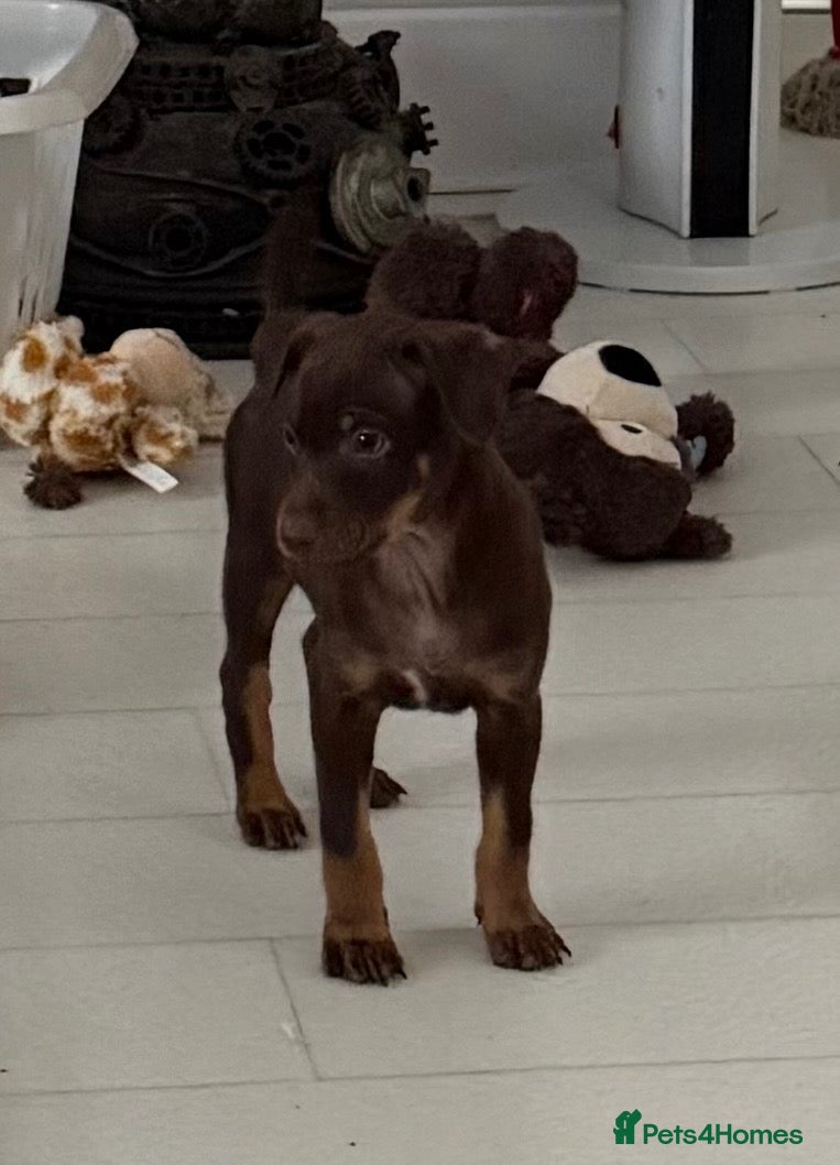Mexican Hairless dogs NEW intermediate coated pups only . - Advert 2