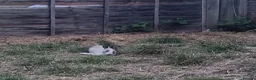 Dutch rabbits for sale: Sweetest Explorer  - Advert 8