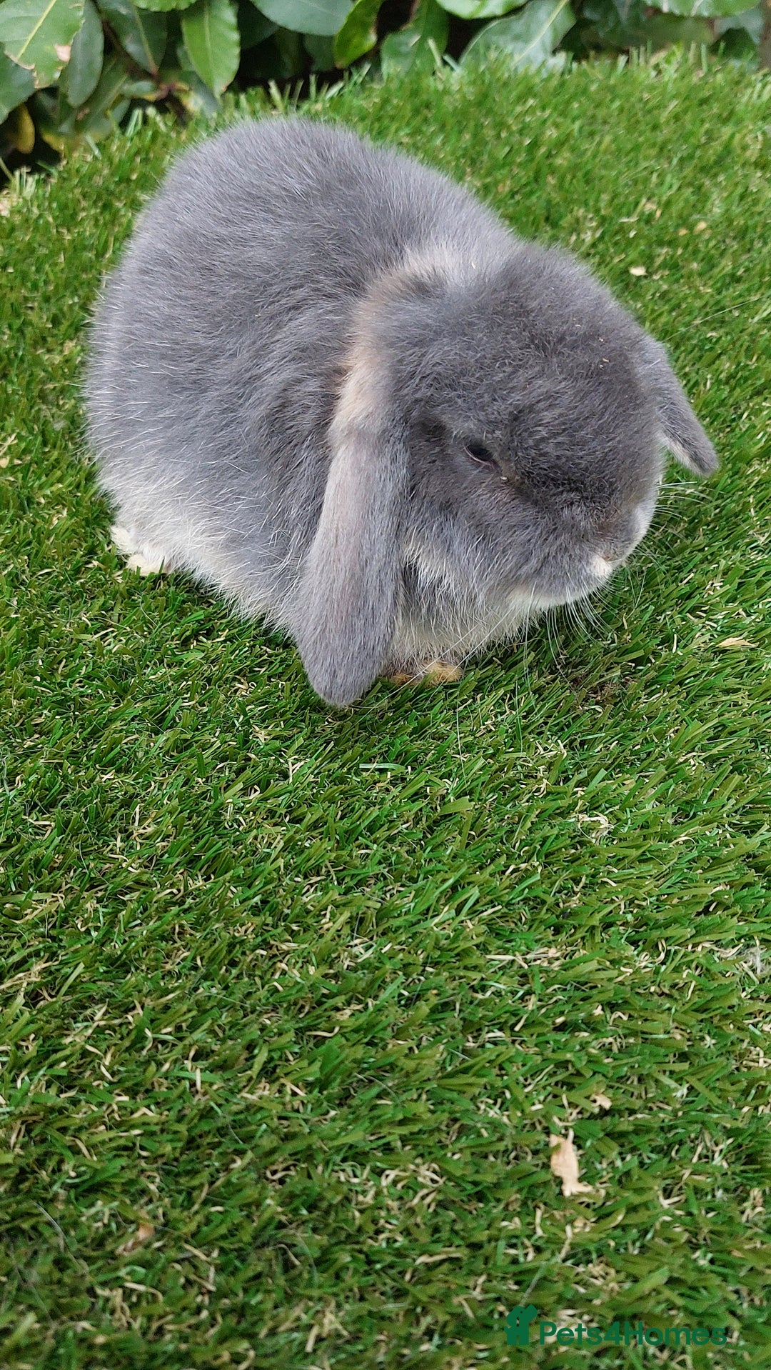 Mini Lop rabbits for sale: Adorable mini lop baby rabbits ready now - Advert 8