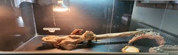 Dragon reptiles for sale: Bearded dragon and full setup - Advert 5