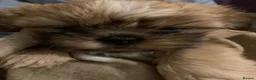 Shih Tzu dogs for sale: Shih Tzu puppies - Advert 10