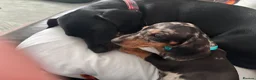 Dachshund dogs for sale: Dapple dachshund pup - Advert 7
