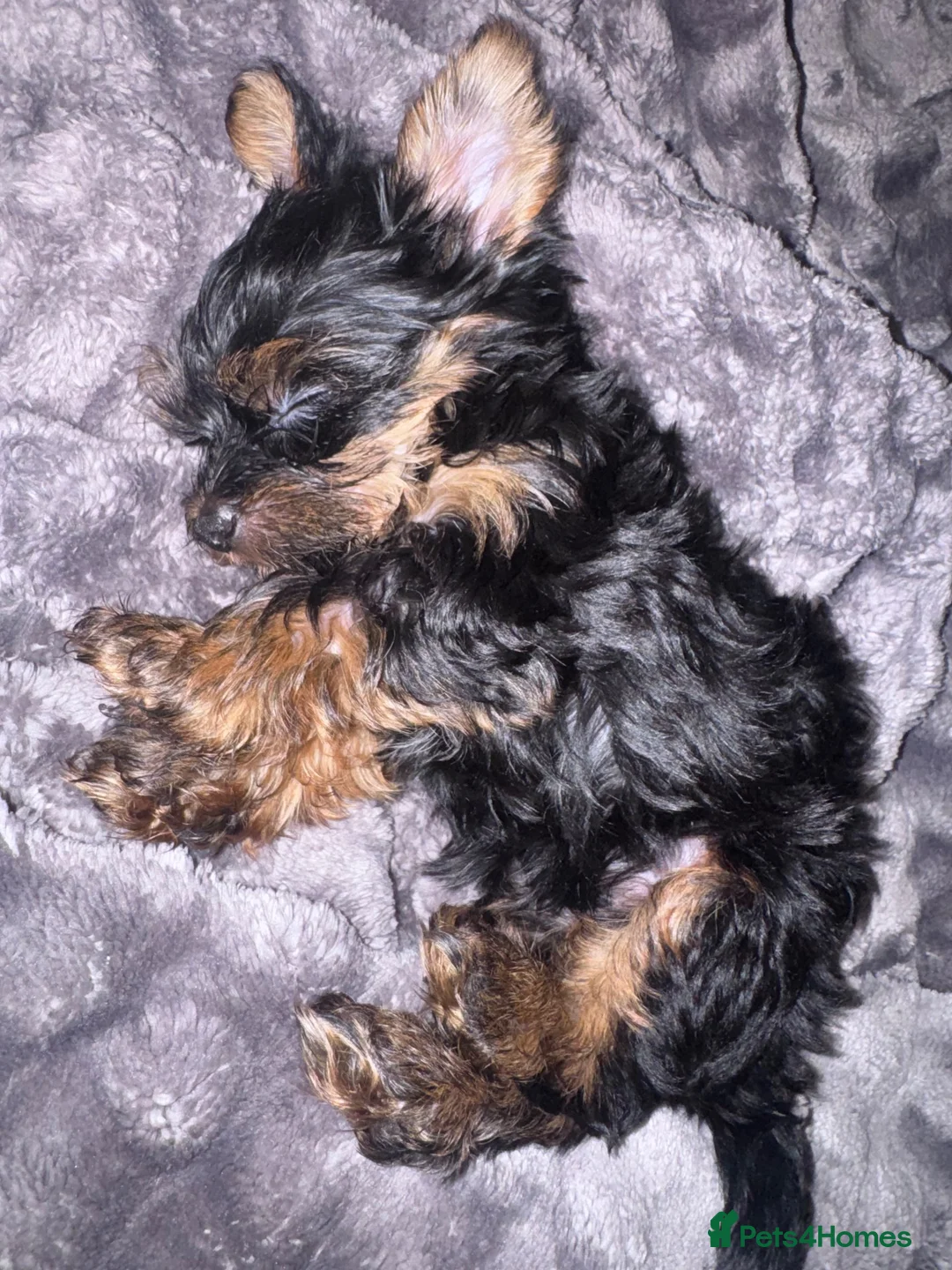 Yorkshire Terrier dogs for sale: Yorkshire terrier  in Coventry - Advert 7
