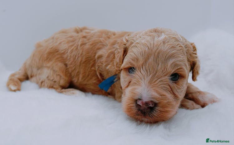 Cavapoo dogs - Advert 4