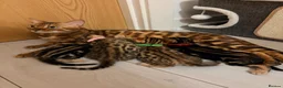 Bengal cats for sale: Only 2 Beautiful Bengal kittens Available🐾  - Advert 10