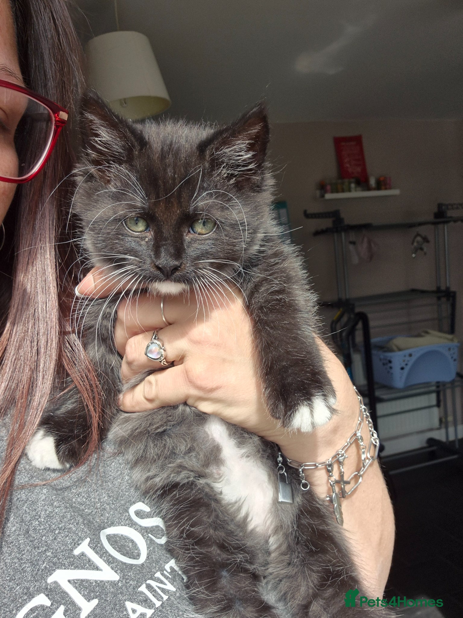 Mixed Breed cats for sale: Fluffy Siberian Mix Kittens 🐾 Ready to reserve 🐾 - Advert 2