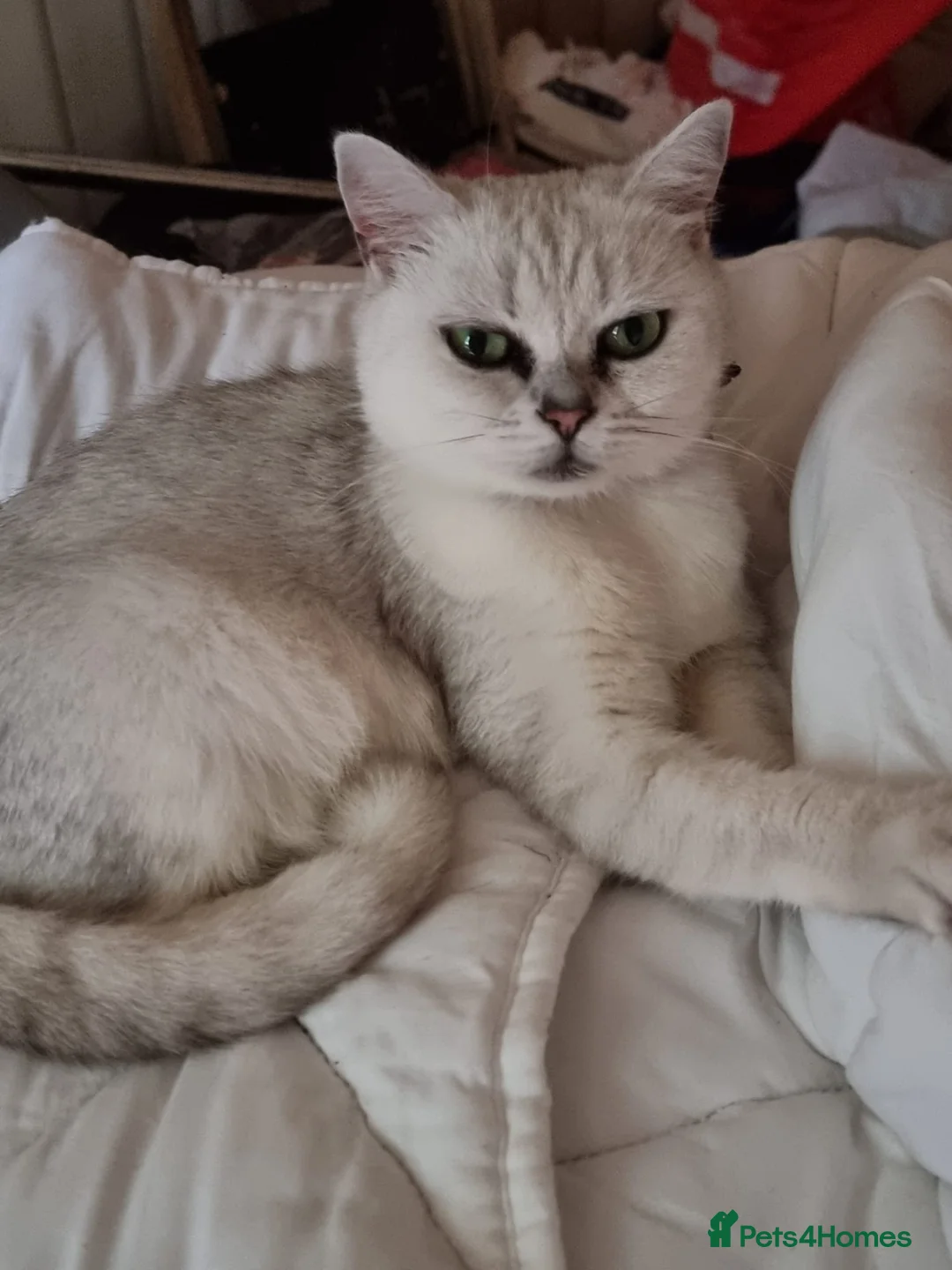 British Shorthair cats for sale: Beautiful British shorthair  - Advert 2