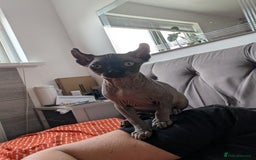 Sphynx cats for sale: Wonderful kitty  - Image 2