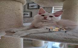 Maine Coon cats for sale: Stunning quality tica registered Mainecoon  - Image 11