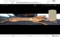Mixed Breed dogs for sale: Rottweiler/Mastiff  - Advert 9