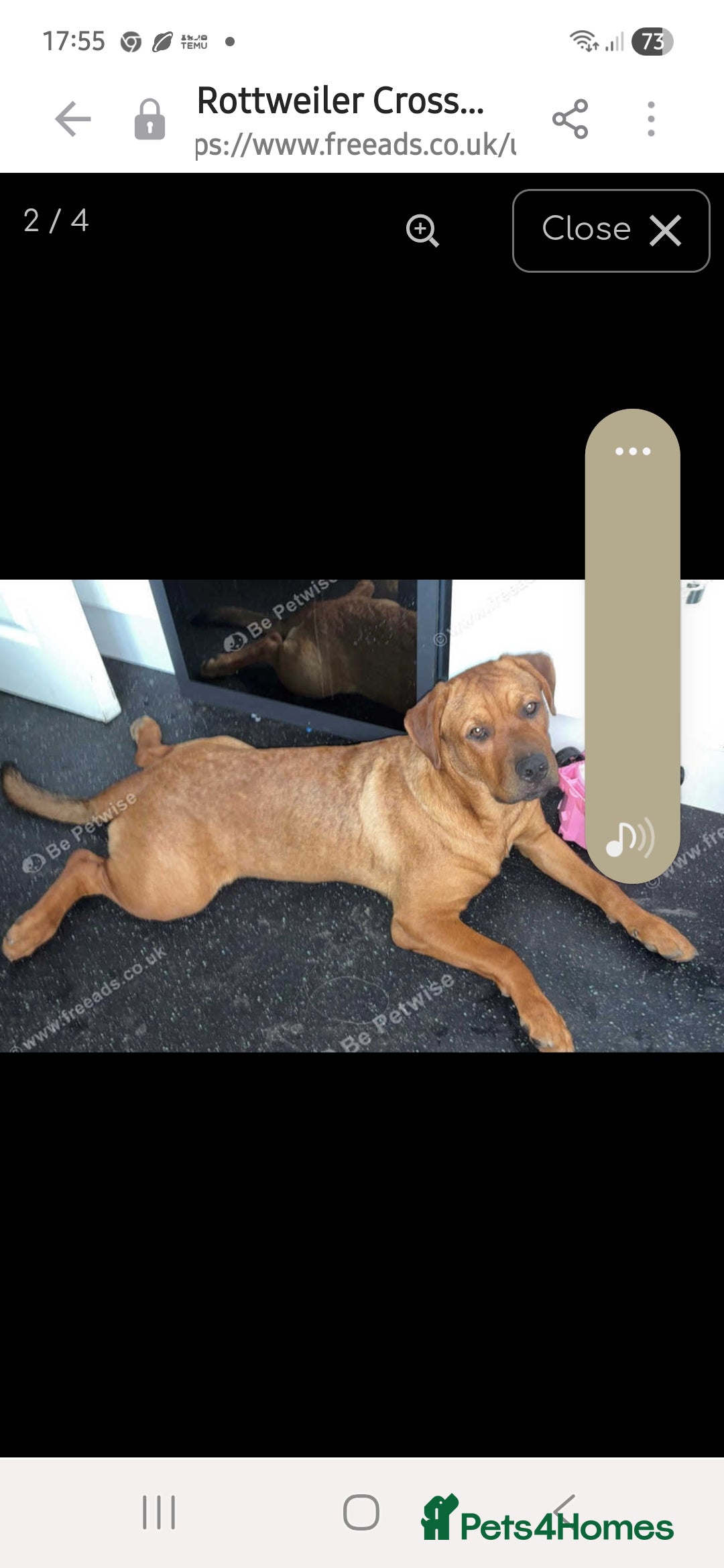 Mixed Breed dogs for sale: Rottweiler/Mastiff  - Advert 9