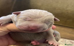 Shar Pei dogs for sale: Shar pei puppies - Image 1