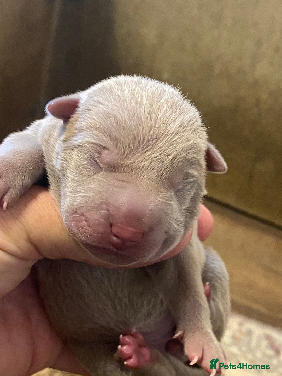 Shar Pei dogs for sale: Shar pei puppies - Image 1