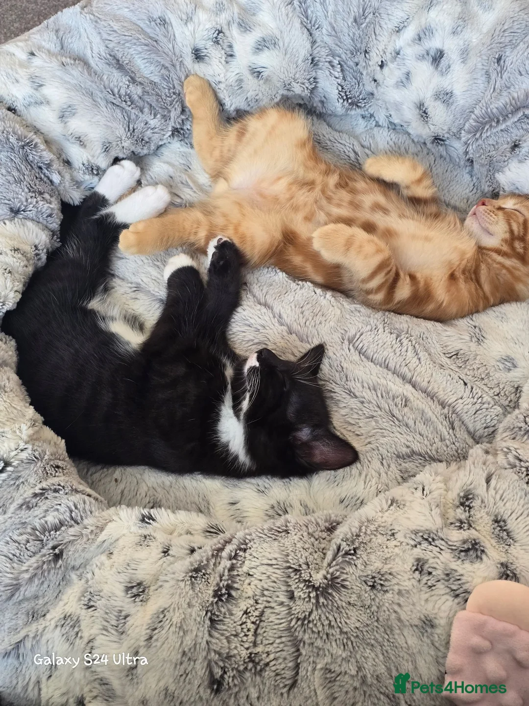 Mixed Breed cats for sale: Main coon cross kittens  - Advert 1