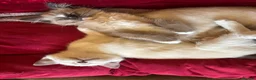 Tonkinese cats for sale: Exquisite Tonkdolls  - Advert 17