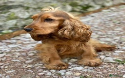 Cocker Spaniel dogs for sale: KC Reg Fully Health Tested Showline Cocker Spaniel - Image 37