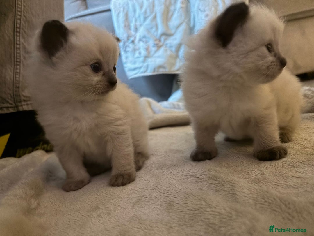 Ragdoll cats for sale: ​Heartbreaking Rehoming Male Ragdoll Kitten - Advert 6
