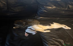 Mixed Breed cats for sale: 2 brothers - Image 4