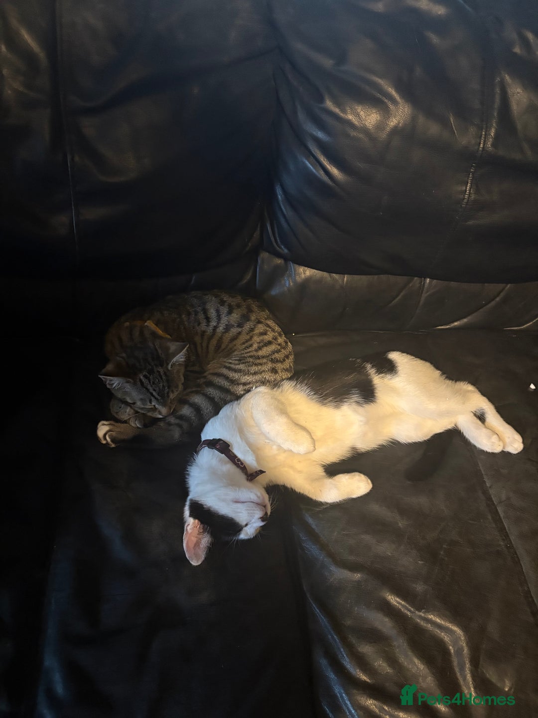 Mixed Breed cats for sale: 2 brothers - Image 4