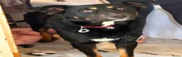 Mixed Breed dogs for adoption: Scribble - Norwich Norfolk  - Advert 6