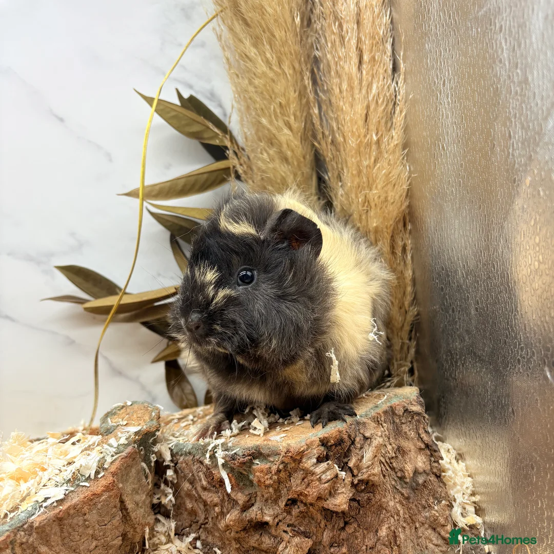 Guinea Pig rodents for sale: Multiple Female Guinea Pigs for sale 💗 - Advert 3